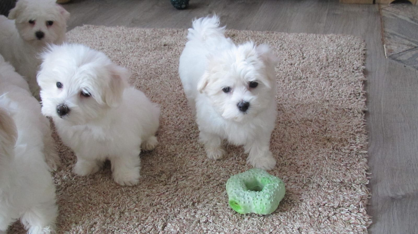 MINI Malteser Welpen 12 Wochen Zum Verschenken in 35440 Linden (Hessen)