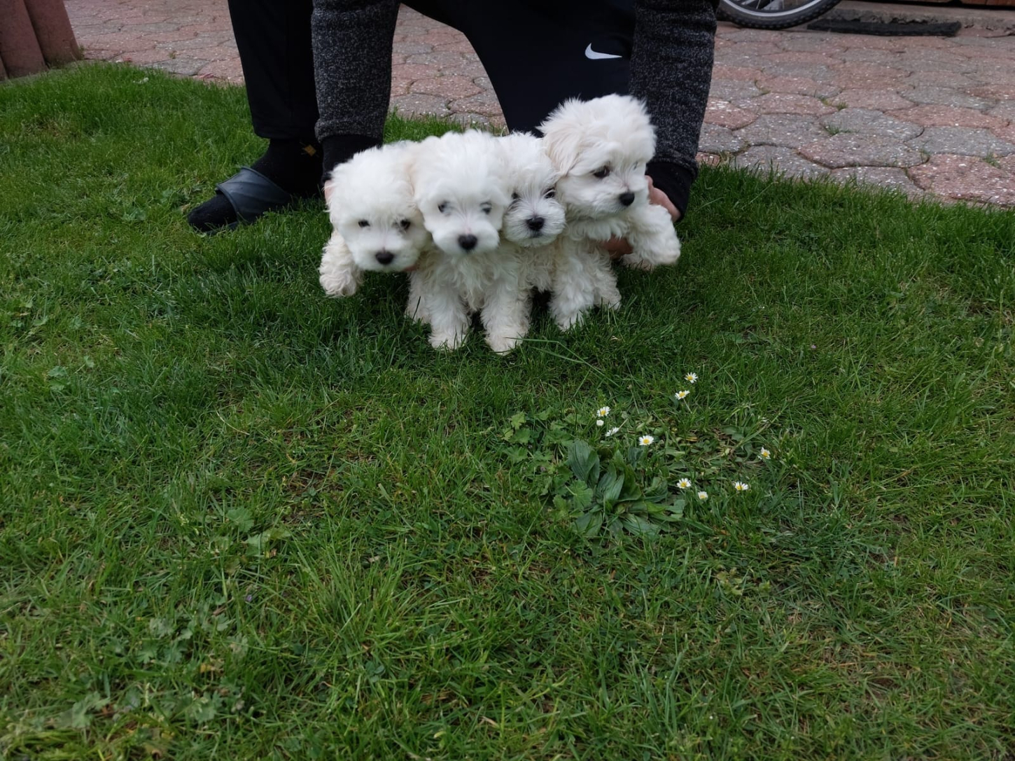 MINI Malteser Welpen 12 Wochen Zum Verschenken in 35440 Linden (Hessen)