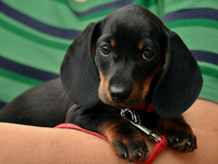 Dackel hund in Jena  (Thüringen)